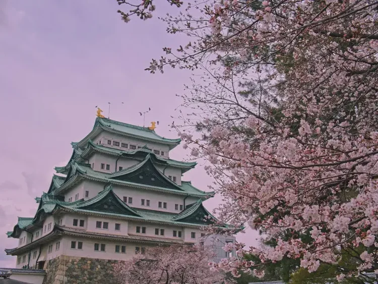 放慢步調，獨享自在：專屬你的日本獨旅時光